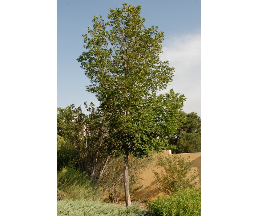 Caddo Maple